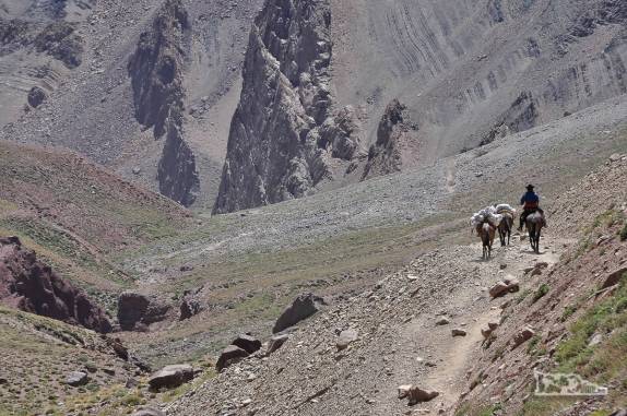 Um muleiro e suas mulas levam carga para os acampamentos na base do Aconcágua, na região de Mendoza, a oeste da Argentina